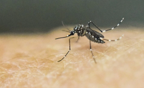 ระวัง “ยุงลาย” พาหะนำ “โรคชิคุนกุนยา” เตือนระบาดหนักหลายพื้นที่