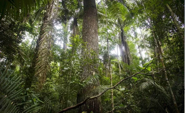 รู้หรือไม่? ต้นไม้ลดโลกร้อนไม่ได้ 100% เพราะปล่อยคาร์บอนตอนกลางคืน