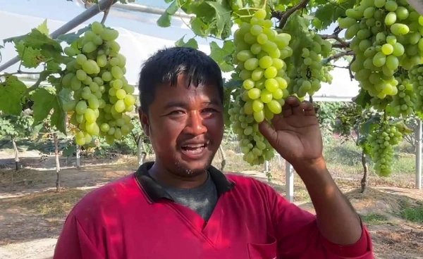 "สร้างรายได้" นับล้าน  หนุ่มใหญ่เมืองชัยภูมิ เปลี่ยนสวนองุ่นเป็นขุมทรัพย์ | เรื่องดีดีทั่วไทย | 23-12-68