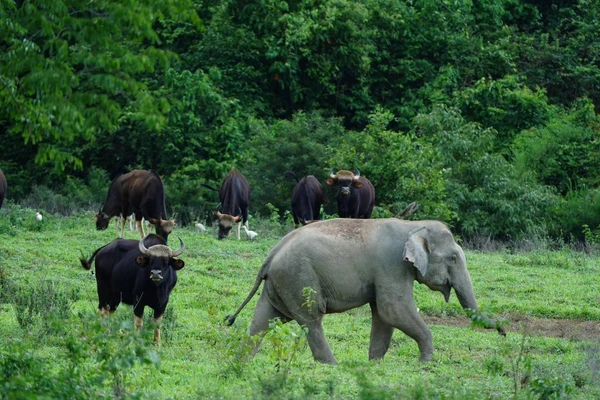 "อุทยานแห่งชาติกุยบุรี" ชวนเที่ยวชมสัตว์ป่า สัมผัสธรรมชาติ