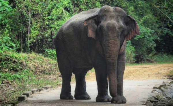 เขตฯห้วยขาแข้ง เตือนนทท. ระวังช้างป่าออกหากิน แนะอย่าเข้าใกล้ เพื่อความปลอดภัย