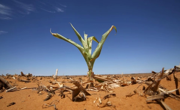 เมื่อโลกเคยร้อนจัด จนพืชหยุดทำงาน  บทเรียนจาก 56 ล้านปีก่อน