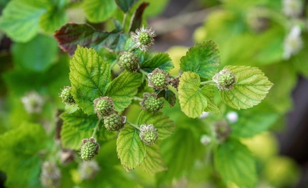 อาหารยุคโลกร้อน พืชโตไวขึ้น  แต่คุณค่าทางโภชนาการลดลง