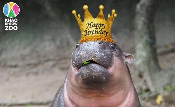 ฉลองวันเกิด “หมูเด้ง”  ฮิปโปขวัญใจแฟนคลับ เด็กเข้าฟรี 10 - 13 กรกฎาคม