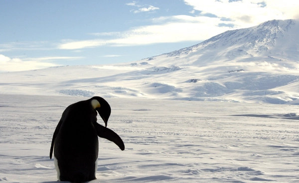 เพนกวินจักรพรรดิหนีโลกร้อน ย้ายถิ่นไกลกว่า 4 กิโลเมตร เสี่ยงสูญพันธุ์หากโลกไม่หยุดร้อน