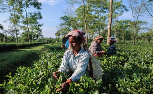 ตลาดชาอินเดียสั่นคลอน วิกฤตโลกร้อนทำพิษ