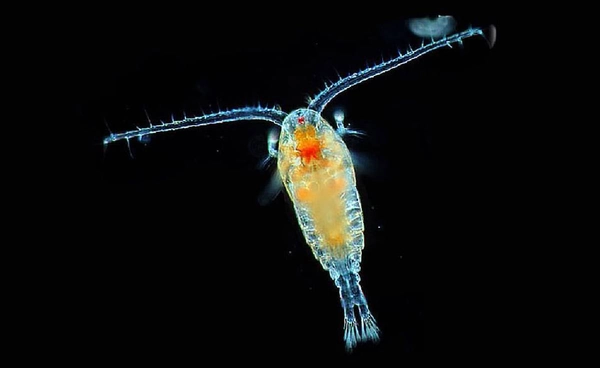 “แพลงก์ตอน”  ตัวจิ๋วแต่ทรงพลัง ผู้ขับเคลื่อนสมดุลคาร์บอนในทะเล