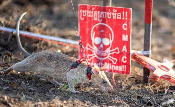 ทำไมกัมพูชาถึงเป็น ดินแดนแห่งกับระเบิด ที่ต้องใช้เหล่า "หนู" ช่วยกอบกู้