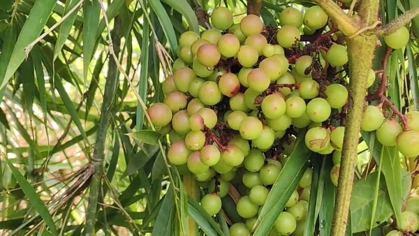 "ส้มโก่ย"ผลไม้ป่าทำเงิน หนึ่งปีได้กินครั้งเดียว  | เรื่องดีดีทั่วไทย | 19-08-68