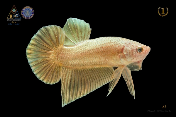 "ปลากัด" ไทยครองใจตลาดโลก ส่งออกสัตว์น้ำสวยงามพุ่งทะลุ 1,000 ล้านบาท