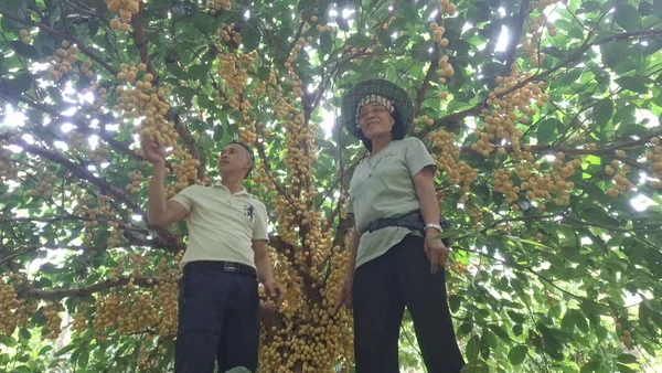 "มะไฟเหรียญทอง"ปลูกแซมสวนยาง ผลดกได้ใจ คุณภาพดี  | เรื่องดีดีทั่วไทย | 5-06-68