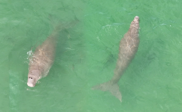 “2 พะยูน” ว่ายน้ำอวดโฉม เกาะมุกด์-หาดหยงหลำ บ่งชี้ถึงความอุดมสมบูรณ์