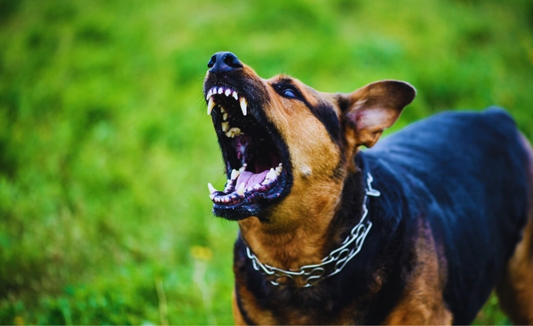 พิษสุนัขบ้า เป็นแล้วไม่มีทางรอด ภูมิคุ้มแทบป้องกันไม่ได้