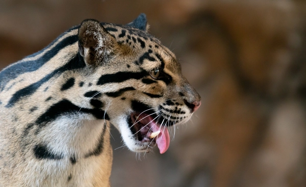 4 ส.ค.วันเสือลายเมฆสากล  เสือเล็กกลางป่าที่ใกล้สูญพันธุ์