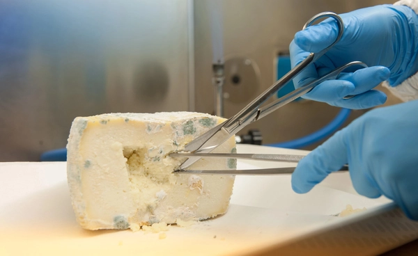 พบ “ไวรัสไข้หวัดนก”  ยังรอดในชีสนมดิบ การบ่ม 120 วันอาจไม่พอ !!