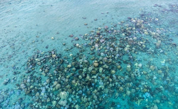 ทะเลร้อน หอยสู้ไม่ไหว! หอยเทอร์โบซาซาเอะ อพยพหนีวิกฤตภูมิอากาศ