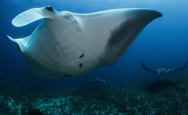 17 ก.ย. “วันกระเบนราหูโลก”  พี่ใหญ่แห่งท้องทะเลที่ใกล้สูญพันธุ์