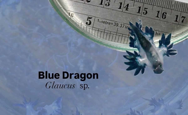 โซเชียลแห่แชร์ “มังกรทะเลสีน้ำเงิน” สีน้ำเงินโผล่ทะเลภูเก็ต เตือนภัยห้ามจับเด็ดขาด