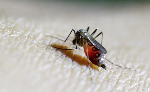 ยุโรปเตือนภัยสุขภาพ ไวรัสเวสต์ไนล์ระบาด อย่างที่ไม่เคยเกิดขึ้นมาก่อน