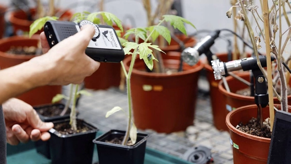 รู้หรือไม่ ? “พืช” พูดได้ และ “แมลง” สื่อสารกลับ… 