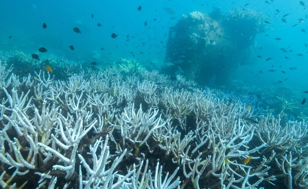 ทะเลแคริเบียนร้อนจัด  “ปะการัง” หายไปเกือบครึ่ง ระบบนิเวศใต้ทะเลพังแทบไม่เหลือ