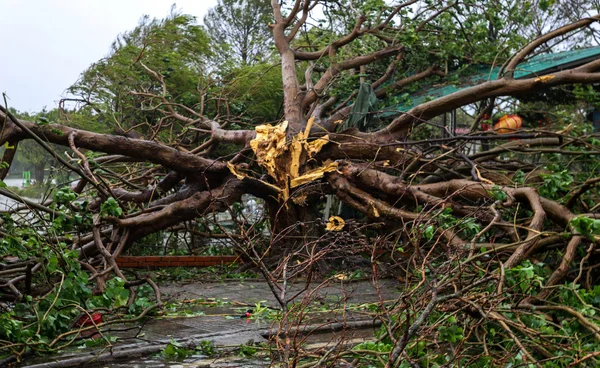 "ไต้ฝุ่นบัวลอย" อ่อนกำลังก่อนพัดขึ้นฝั่งที่ลาว ขณะที่ยอดเสียชีวิตรวมพุ่ง 30 คน