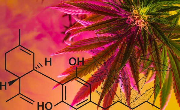 เปิดสัดส่วนคนไทยใช้กัญชา เพื่อสันทนาการมากที่สุด