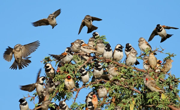 “นก” กว่า 500 สายพันธุ์ กำลังจะหายไปในศตวรรษนี้ และอาจพลิกระบบนิเวศทั่วโลก