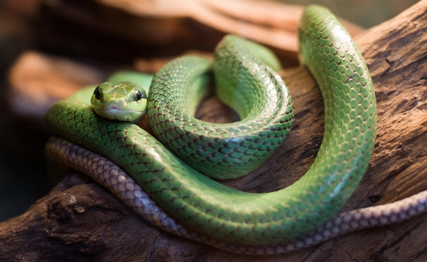 16 ก.ค. วันงูโลก นักล่าผู้รักษาสมดุลโลก