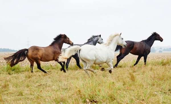 "ม้าดำ" ถึง "ม้าน้ำตาลอ่อน" อายัด ระงับบัญชี เปิดมาตรการของธนาคารกับบัญชีม้าหลากสี