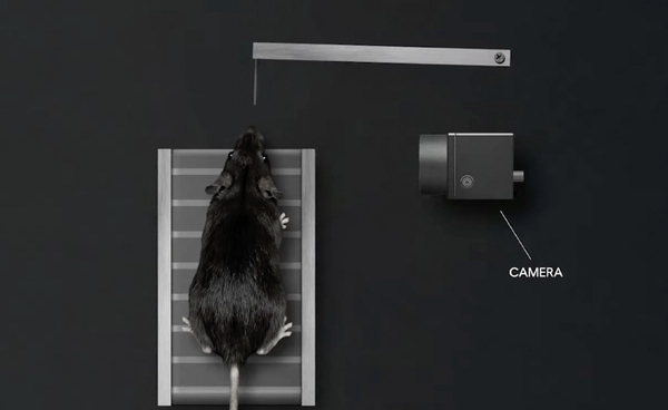 AI อ่านใจหนูได้ด้วยการวิเคราะห์ความเคลื่อนไหวบนใบหน้า ไม่ต้องผ่าตัดดูสมองแล้ว