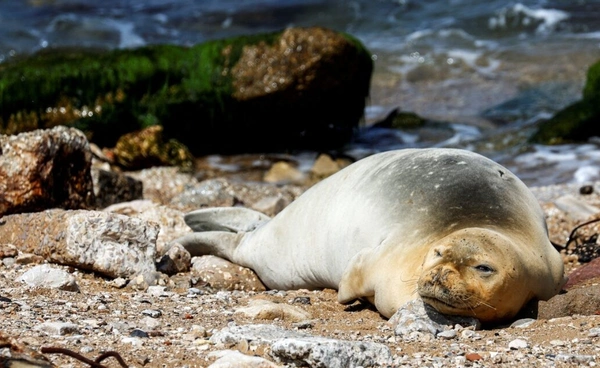 น้ำแข็งละลาย แมวน้ำหาย สัญญาณเตือนจากขั้วโลกใต้