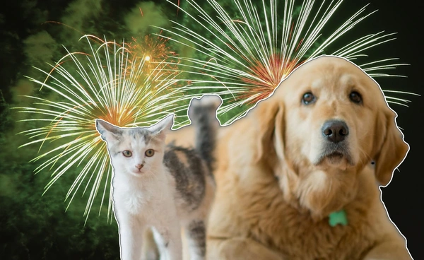 เตือนระวัง! สุนัข-แมว ตกใจเสียงพลุ หนีออกบ้าน-หลงทางคืนวันลอยกระทง