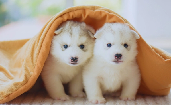 อิตาลีสัตว์เลี้ยงเกิดใหม่ พุ่งสูงกว่าคน สะท้อนปัญหาอัตราเด็กเกิดใหม่น้อยลง