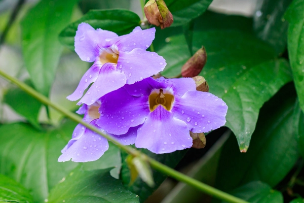 "รางจืด" พืชมหัศจรรย์ ช่วยล้างพิษสุรา แก้อาการเมาค้าง