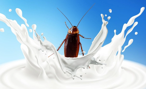 วิจัยชี้ นมแมลงสาบ ให้พลังงานมากกว่านมวัวถึง 3 เท่า 