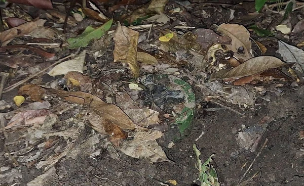 ไทยย้ำหลักฐานทุ่นระเบิด–เหตุยิงชายแดน ชี้ชัดละเมิดจากกัมพูชา