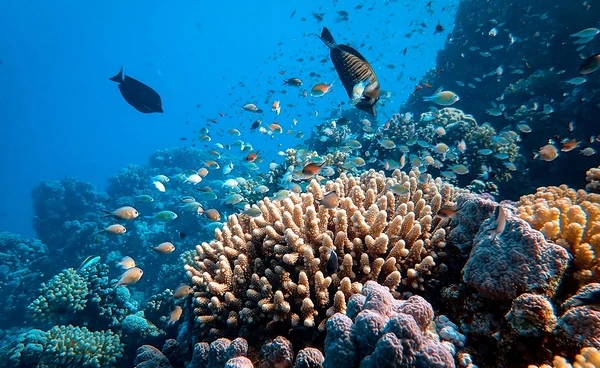 แนวปะการัง “Great Barrier Reef” สูญเสียปะการังมากที่สุดในรอบ 39 ปี