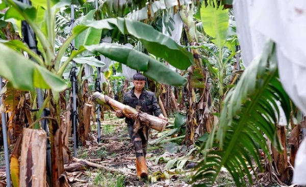 ไต้หวันใช้ “เส้นใยกล้วย” ผลิตเป็นผ้าแฟชั่นยั่งยืน เตรียมดันเข้าวงการแฟชั่นระดับโลก