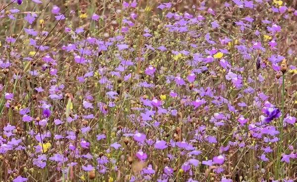 "บุปผาราชินี"ทุ่งดอกไม้ป่านามพระราชทาน  | เรื่องดีดีทั่วไทย | 30-10-68