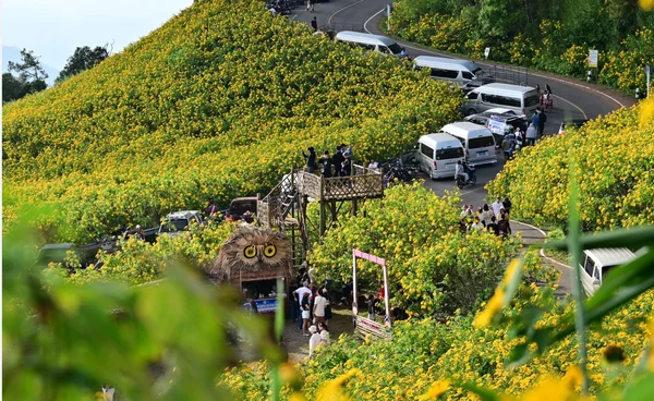 ชมบัวตองบานสะพรั่ง ณ ดอยแม่อูคอ