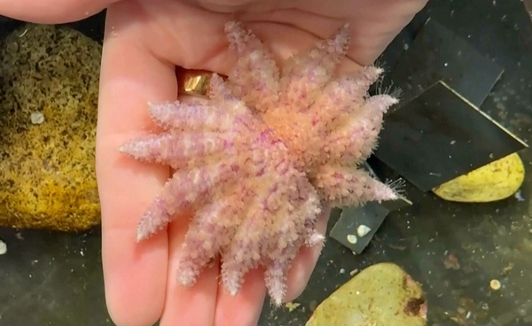 นักวิจัยแคลิฟอร์เนียกู้วิกฤต “ดาวทะเลทานตะวัน” ลดความเสี่ยงสูญพันธุ์จากโลก