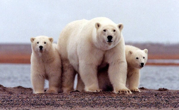 เมื่อโลกร้อนขึ้น สัตว์ในอาร์กติกจะอยู่อย่างไร?