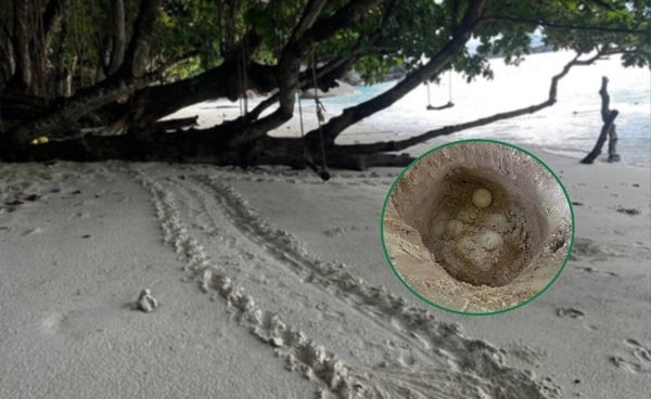 พบรอย “เต่าตนุ” ขึ้นวางไข่ 75 ฟอง คาดฟักตัวกลาง ธ.ค. 68   