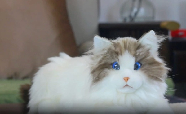 คนออสเตรเลียหลง MetaCats “แมวหุ่นยนต์” ขนฟู ติดตั้งหัวใจเทียมไว้ภายใน