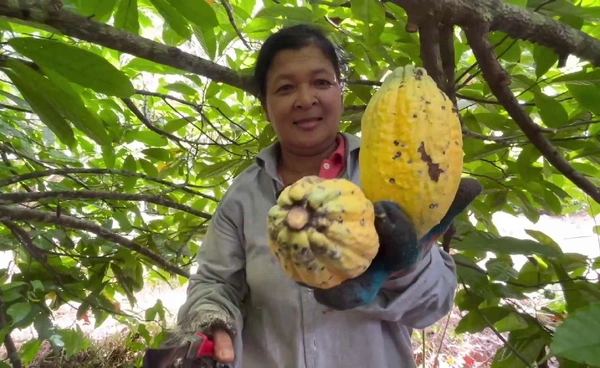 "โกโก้"พืชเศรษฐกิจ ปลูกแซมสวนยาง สร้างรายได้ 2 ทาง | เรื่องดีดีทั่วไทย | 13-11-68