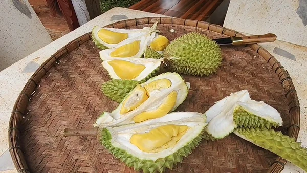 ทุเรียน"มูซังคิง"โคราช ราคาดี กก. 400 บาท | เรื่องดีดีทั่วไทย | 2-06-68