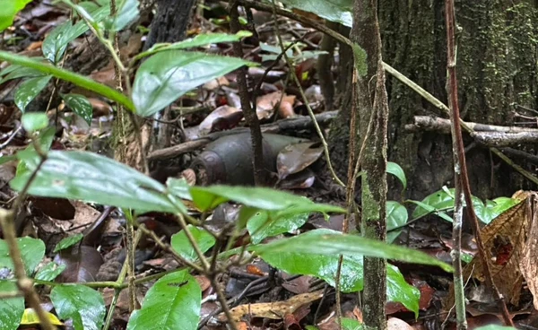 ทหารกัมพูชา ลอบวาง "ระเบิดแสวงเครื่อง" ใกล้เนิน 350 ปราสาทตาควาย 