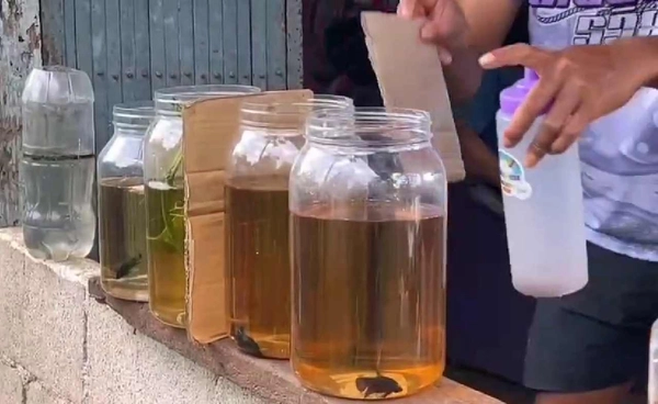 เลี้ยง"ปลากัดป่า" ทำเงินกว่า 30,000 บาทต่อเดือน  | เรื่องดีดีทั่วไทย | 22-10-68