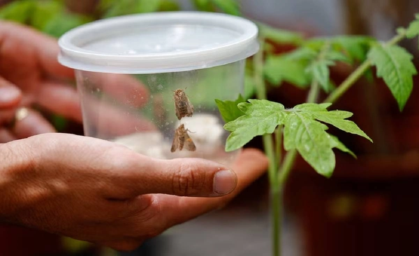 ต้นไม้คุยกับแมลงได้! งานวิจัยใหม่ชี้พืชสื่อสารด้วยเสียง แถมแมลงฟังและตอบสนองได้